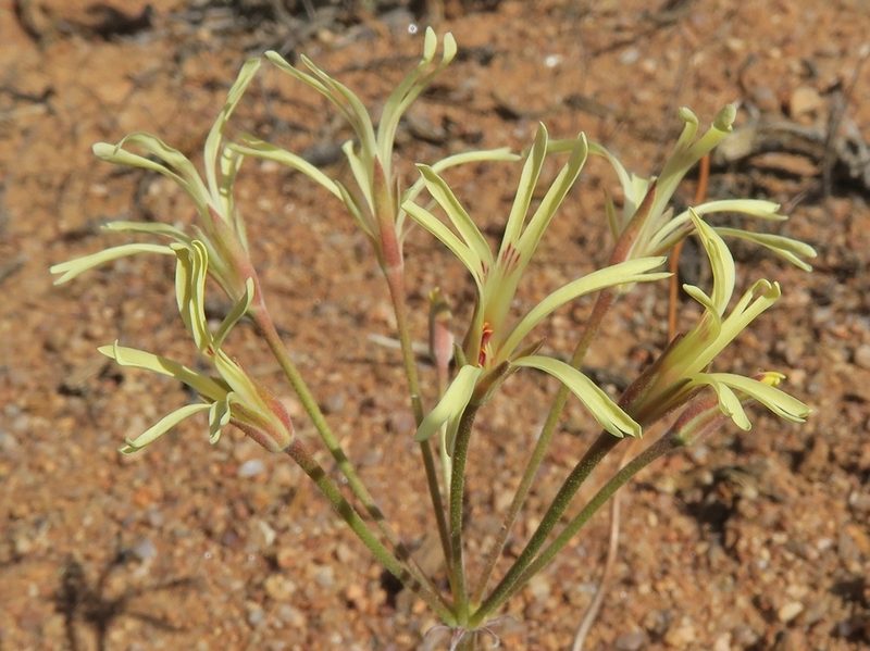 Pelargonium angustipetalum, photographed by Kevin Murray
