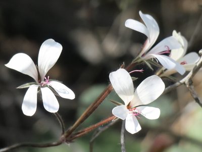 Pelargonium barklyi, photographed by Kevin Murray