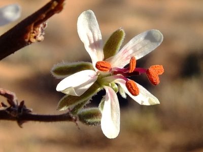 Pelargonium carnosum, photographed by Kevin Murray