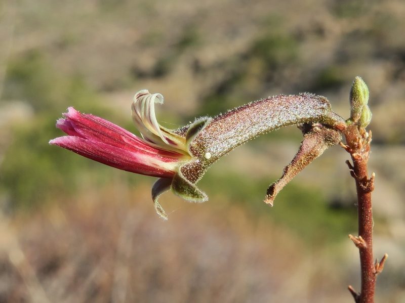 Pelargonium grandicalcaratum, photographed by Kevin Murray