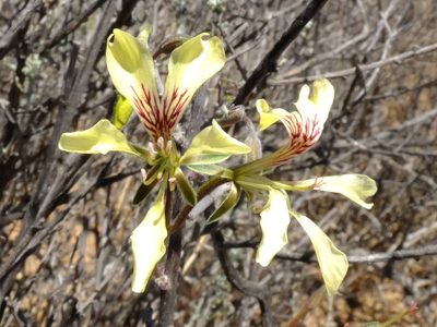 Pelargonium karooicum, photographed by Kevin Murray