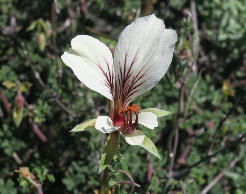 Pelargonium praemorsum, photographed by Kevin Murray