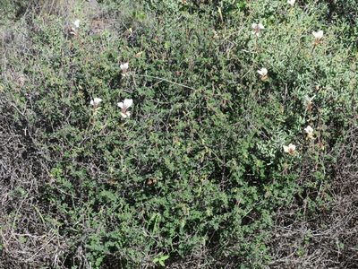 Pelargonium praemorsum, photographed by Kevin Murray