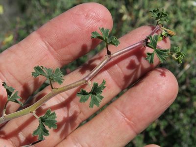 Pelargonium praemorsum, photographed by Kevin Murray