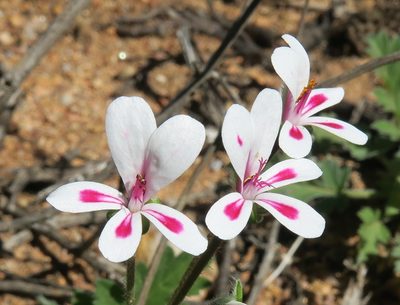 Pelargonium pulchellum, photographed by Kevin Murray