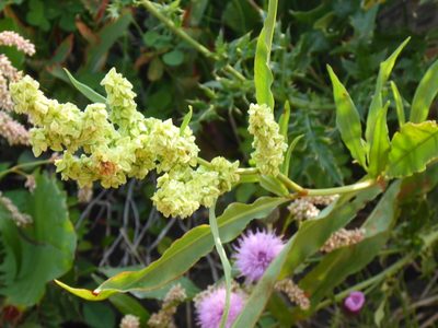 Rumex triangulivalvis, photographed by mfeaver