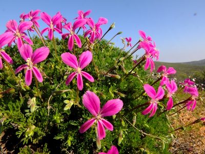 Pelargonium sericifolium, photographed by Kevin Murray