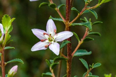 Agathosma betulina, photographed by magriet b