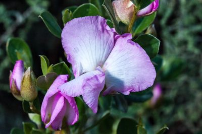 Podalyria leipoldtii, photographed by magriet b
