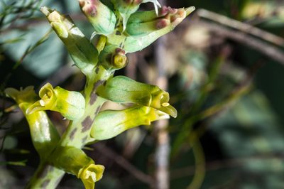 Lachenalia longibracteata, photographed by magriet b