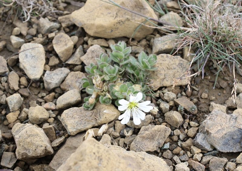Cerastium nigrescens, photographed by Jerry Lanfear