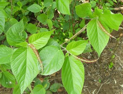 Acalypha cincta, photographed by Francisco Farriols Sarabia