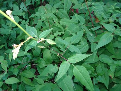Desmodium cuspidatum, photographed by Thomas Koffel