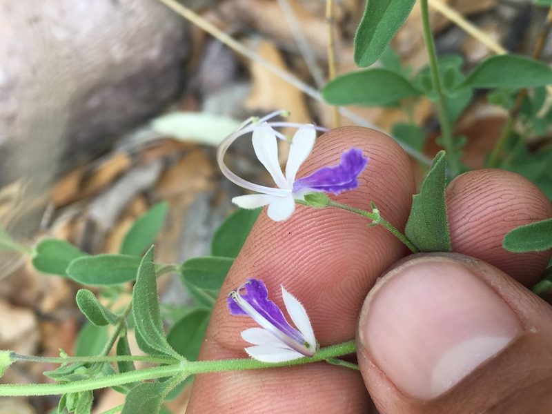 Trichostema arizonicum, photographed by Adam J. Searcy