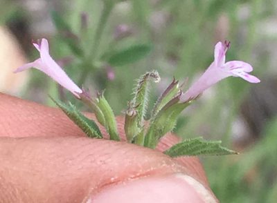 Hedeoma dentata, photographed by Adam J. Searcy