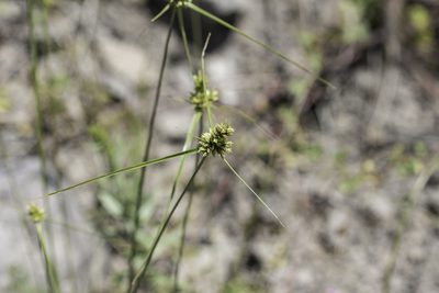 Cyperus fendlerianus, photographed by Craig Martin