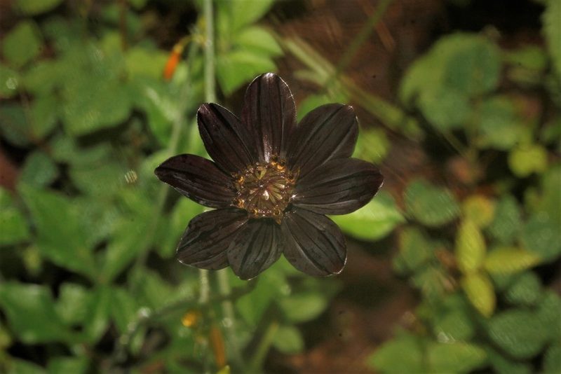 Cosmos atrosanguineus, photographed by Juan Cruzado Cortés