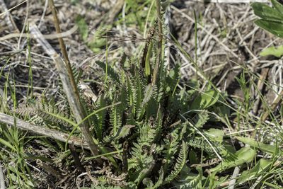 Pedicularis parryi, photographed by Craig Martin