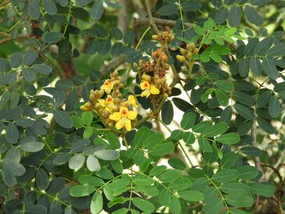 Libidibia sclerocarpa, photographed by Francisco Farriols Sarabia
