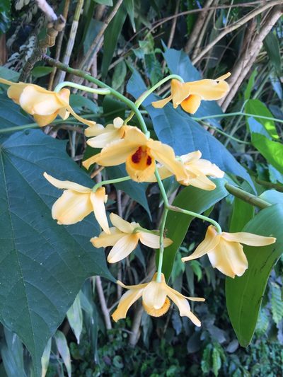 Dendrobium moschatum, photographed by luminous