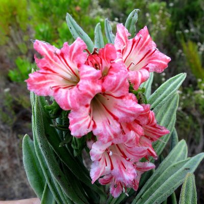 Lobostemon belliformis, photographed by Di Turner