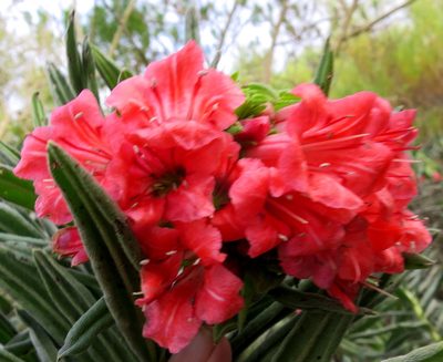 Lobostemon belliformis, photographed by Di Turner