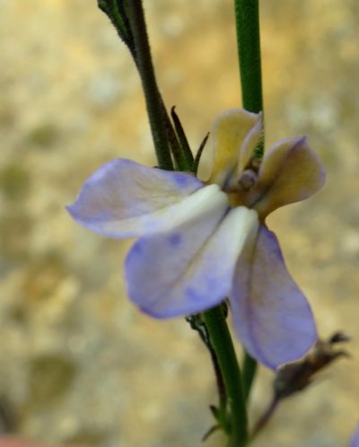 Lobelia capillifolia, photographed by Di Turner