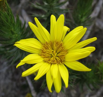 Cullumia carlinoides, photographed by Di Turner