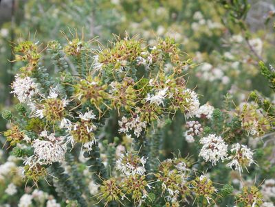 Agathosma muirii, photographed by Di Turner