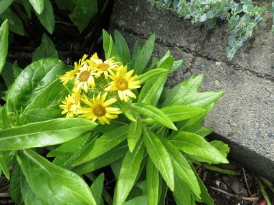 Senecio pseudoarnica, photographed by Marco Mussita