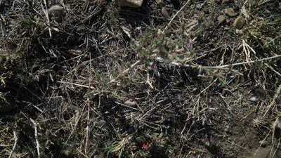 Pogonospermum divaricatum, photographed by Shaun Swanepoel