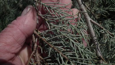 Tamarix usneoides, photographed by Shaun Swanepoel