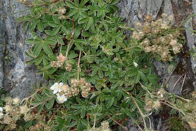 Potentilla alchimilloides, photographed by Julien Renoult