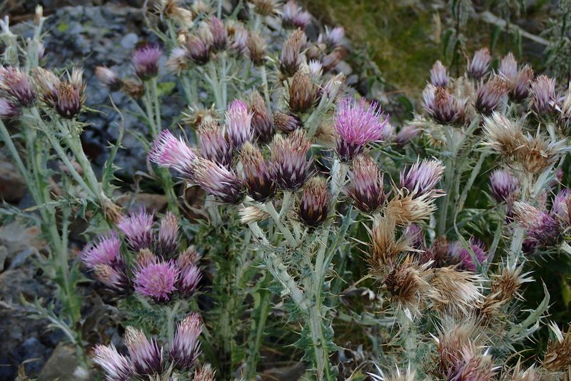 Carduus carlinoides, photographed by Julien Renoult