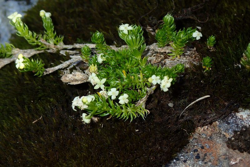 Galium pyrenaicum, photographed by Julien Renoult