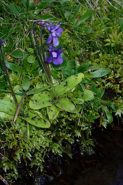 Pinguicula grandiflora, photographed by Julien Renoult