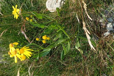 Senecio pyrenaicus, photographed by Julien Renoult