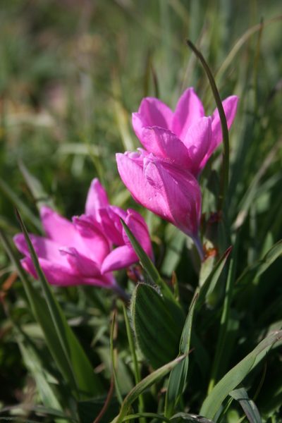 Babiana blanda, photographed by Jacques van der Merwe