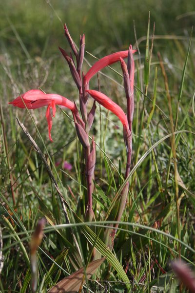Watsonia spectabilis, photographed by Jacques van der Merwe