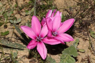 Babiana blanda, photographed by Jacques van der Merwe