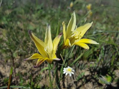 Gladiolus trichonemifolius, photographed by Jacques van der Merwe