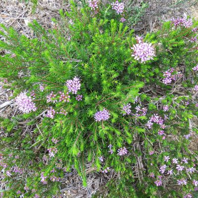 Agathosma serpyllacea, photographed by Di Turner