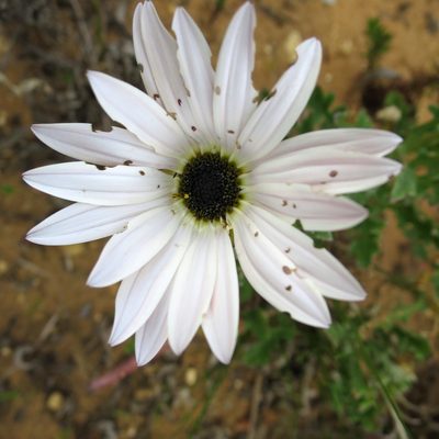 Arctotis pinnatifida, photographed by Di Turner