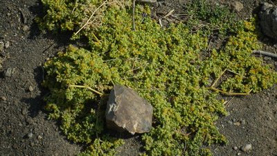 Zygophyllum simplex, photographed by Shaun Swanepoel