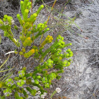 Agathosma eriantha, photographed by Di Turner