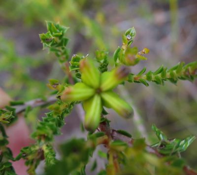 Diosma echinulata, photographed by Di Turner