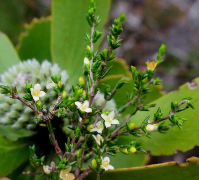 Lachnaea axillaris, photographed by Di Turner