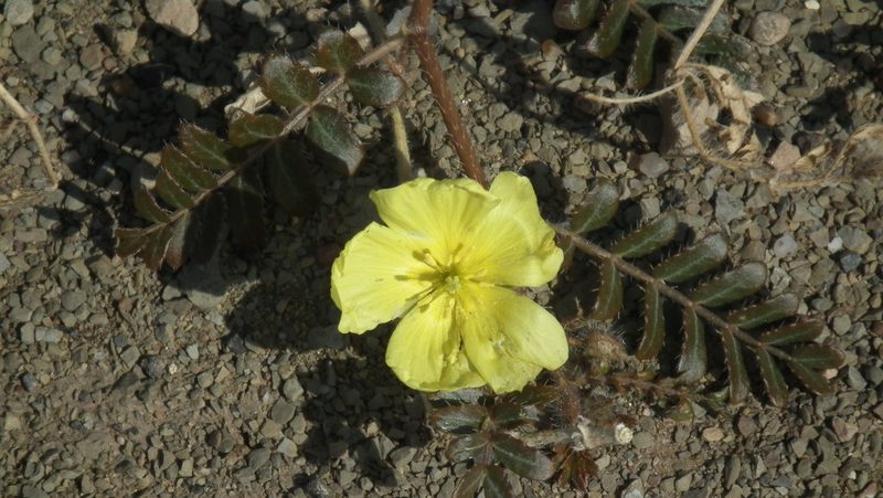 Tribulus cristatus, photographed by Shaun Swanepoel