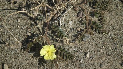 Tribulus cristatus, photographed by Shaun Swanepoel