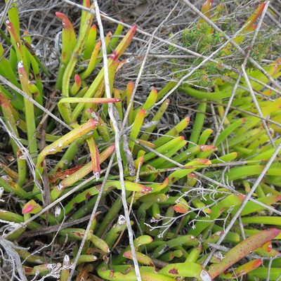 Carpobrotus muirii, photographed by Di Turner